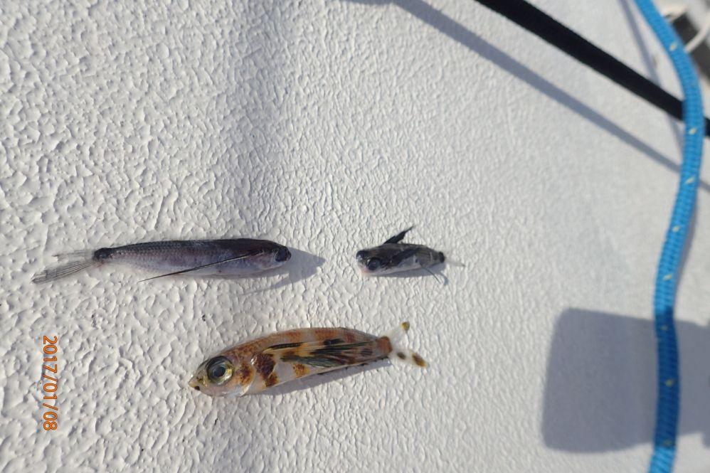 die Opfer werden exotischer